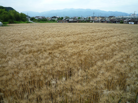 ~Jɓ@Ԃ@