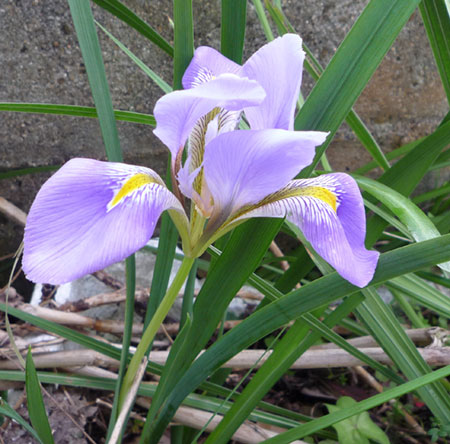 花があれば春気分