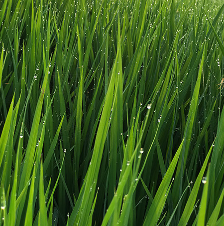 梅雨も明け夕立後に