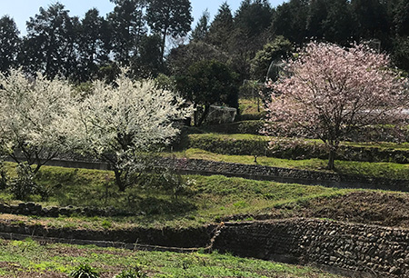 里山にも春