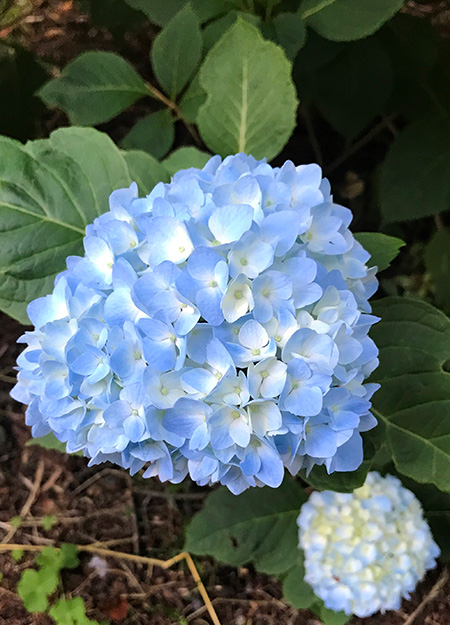 花だけでも梅雨らしく