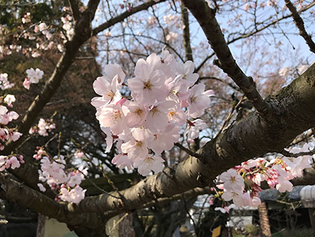 月並みですがやっぱり綺麗