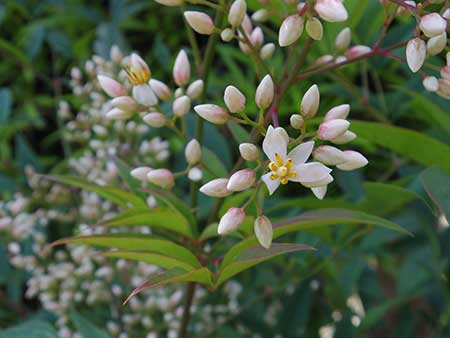 難を転ずる花？