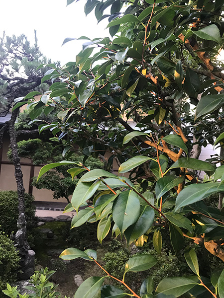 梅雨の晴れ間