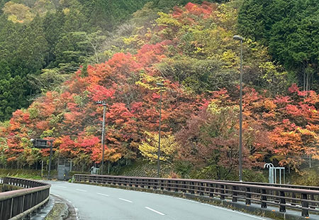 通りすがりの紅葉