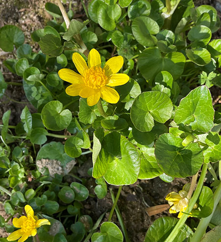 この花の名前は？