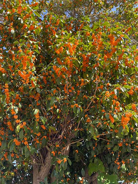 良き香　ひと月遅れ