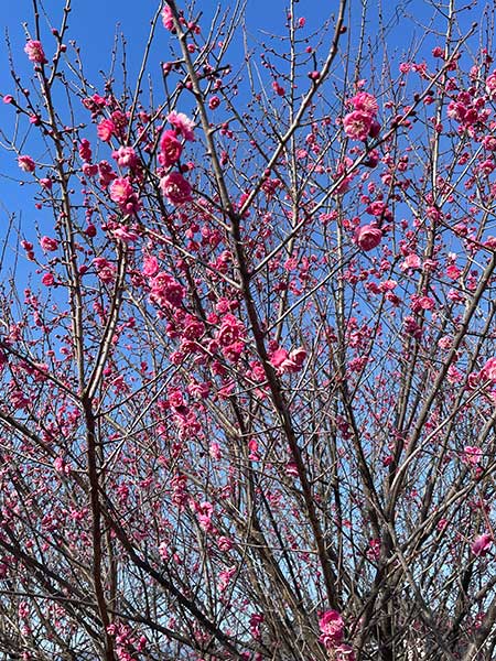 あと少し　春近し