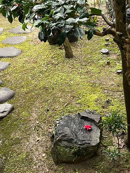 水温む　恵みの雨
